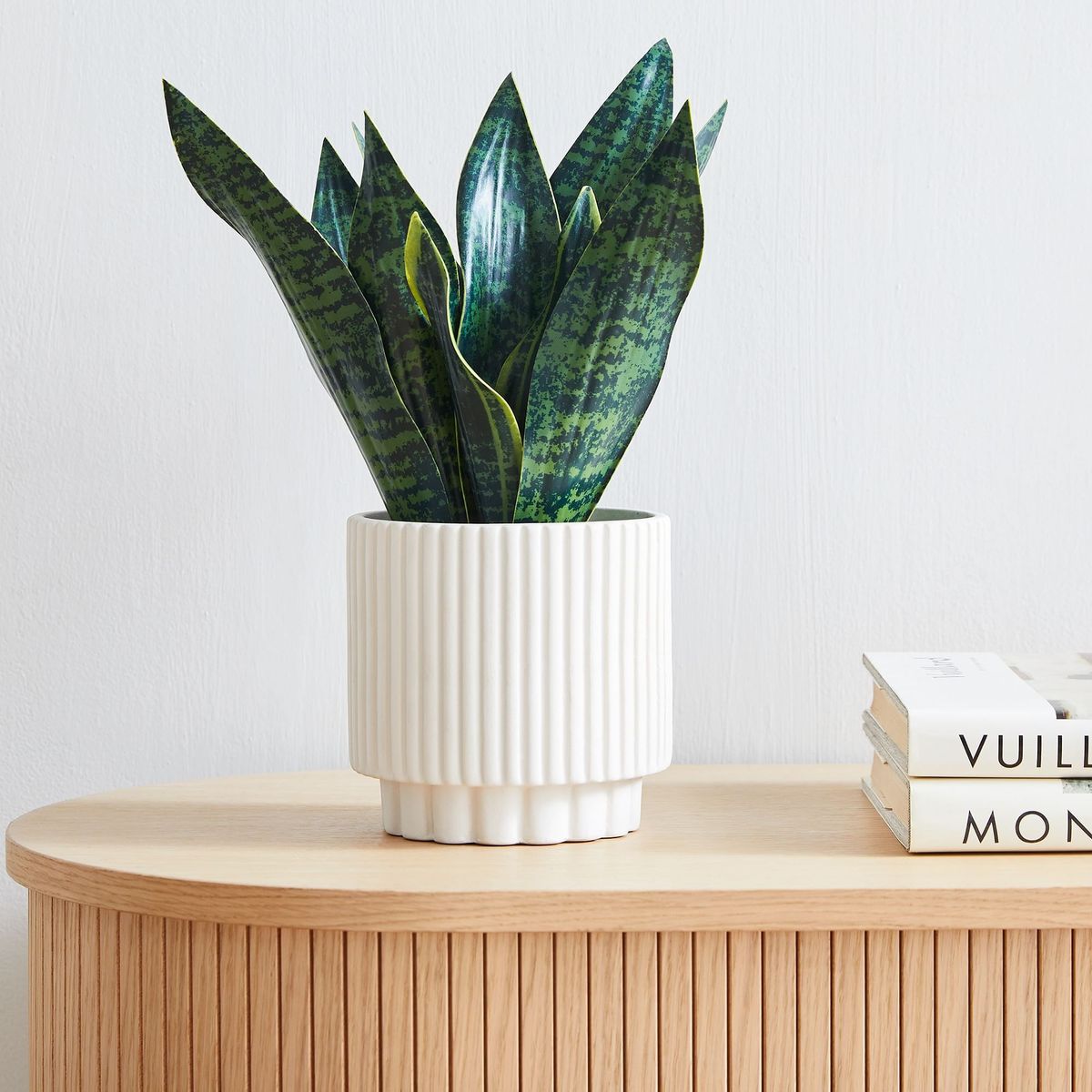 Snake Plant