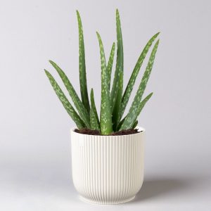 Aloe Vera Plant