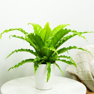 Bird’s Nest Fern Plant