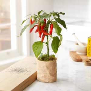 Chili Pepper Plant