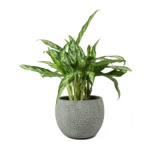 Chinese Evergreen Plant