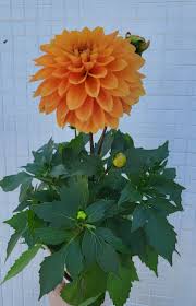 Dahlia Plant - Image 3