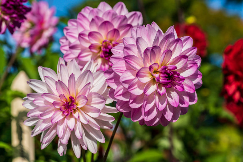 Dahlia Plant - Image 2