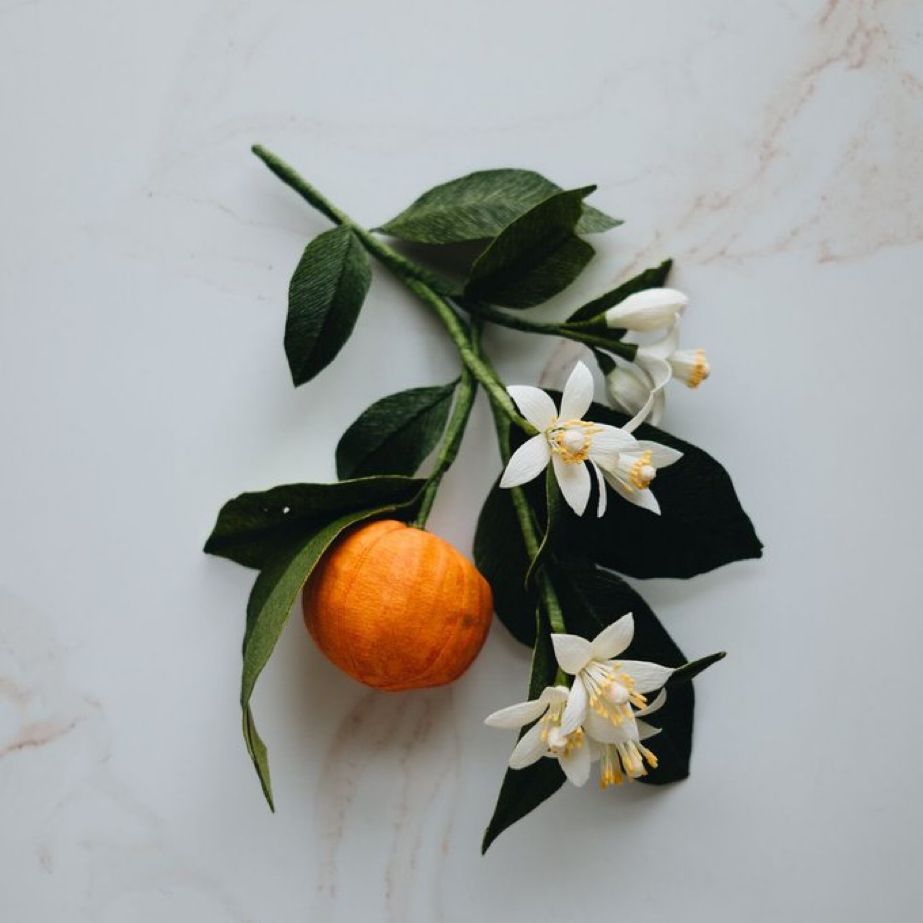 Dwarf Lemon Tree - Image 3