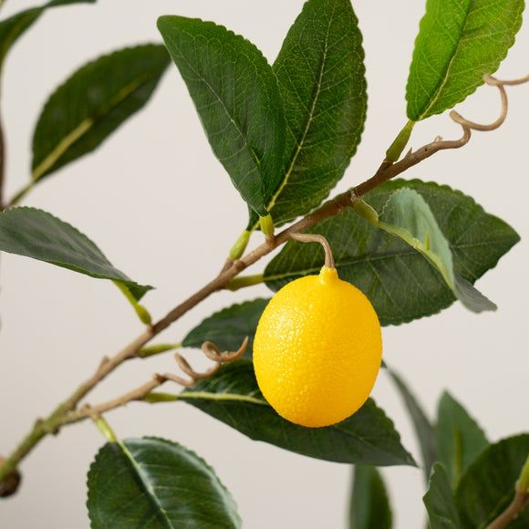 Dwarf Lemon Tree - Image 2