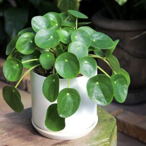Gotu Kola Plant