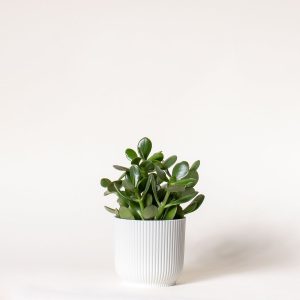 Jade Plant