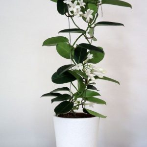 Jasmine Plant