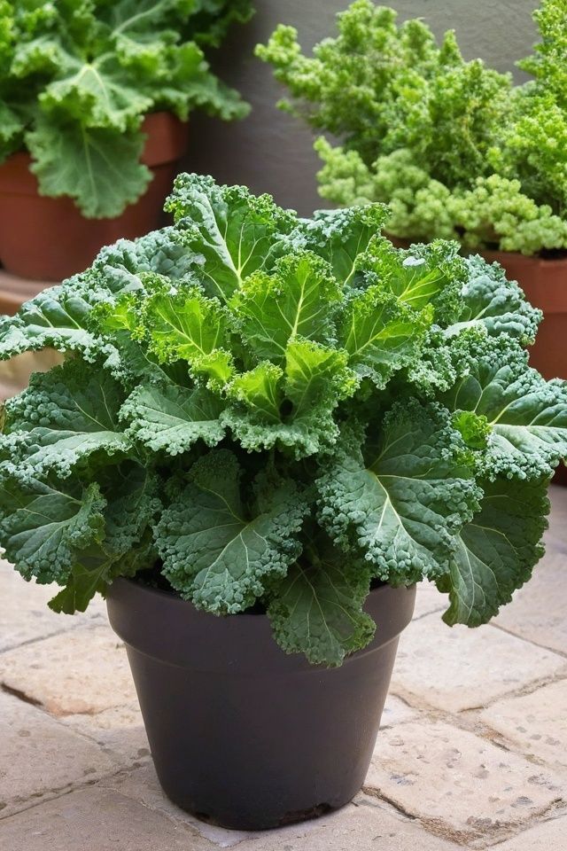 Kale Plant - Image 4