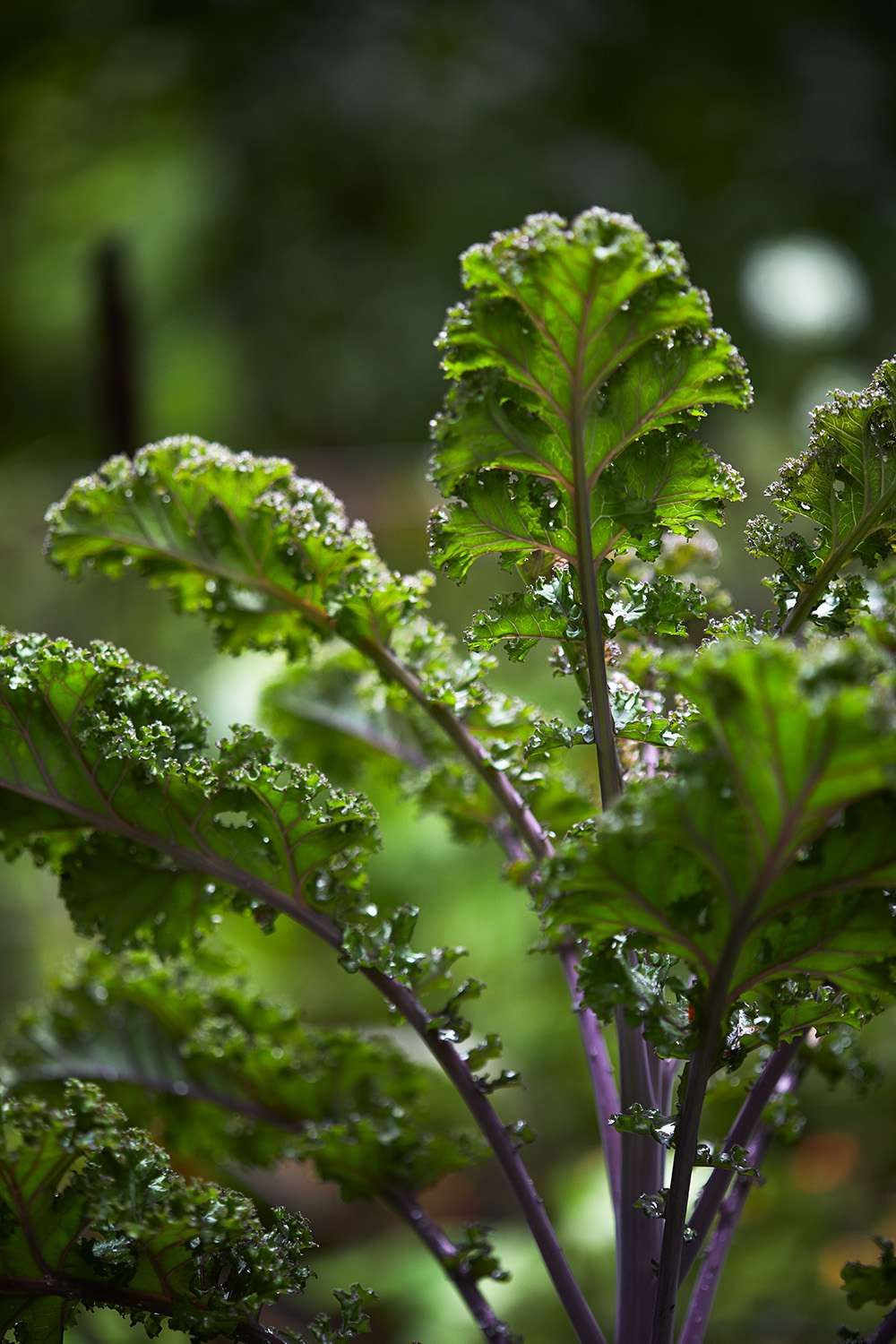 Kale Plant - Image 2