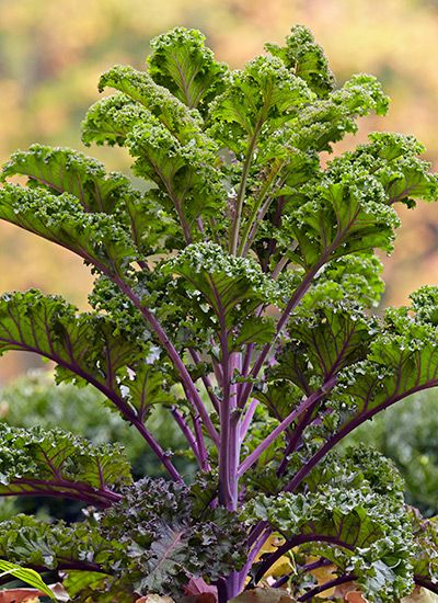 Kale Plant - Image 3