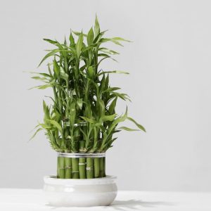 Lucky Bamboo Plant