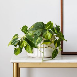 Money Plant