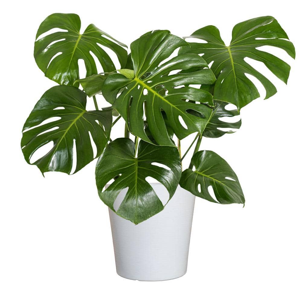 Monstera Plant