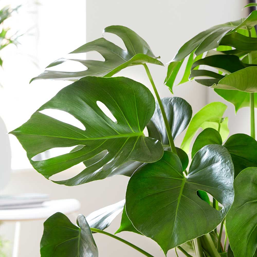 Monstera Plant - Image 2