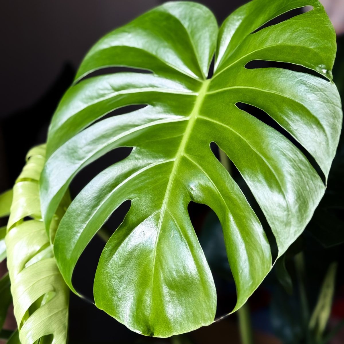 Monstera Plant - Image 3