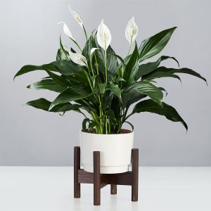 Peace Lily Plant