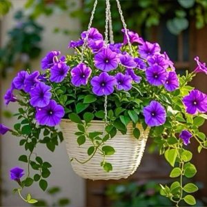 Petunia Plant