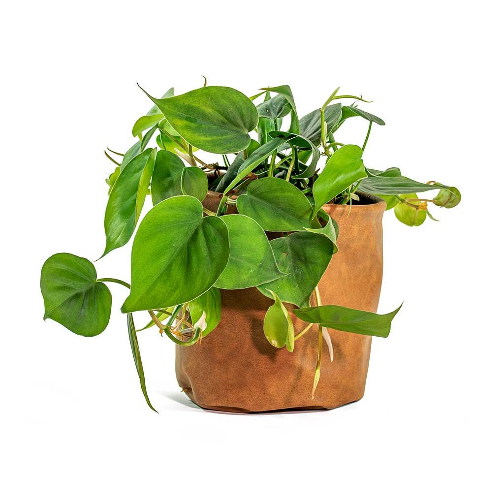 Philodendron Plant