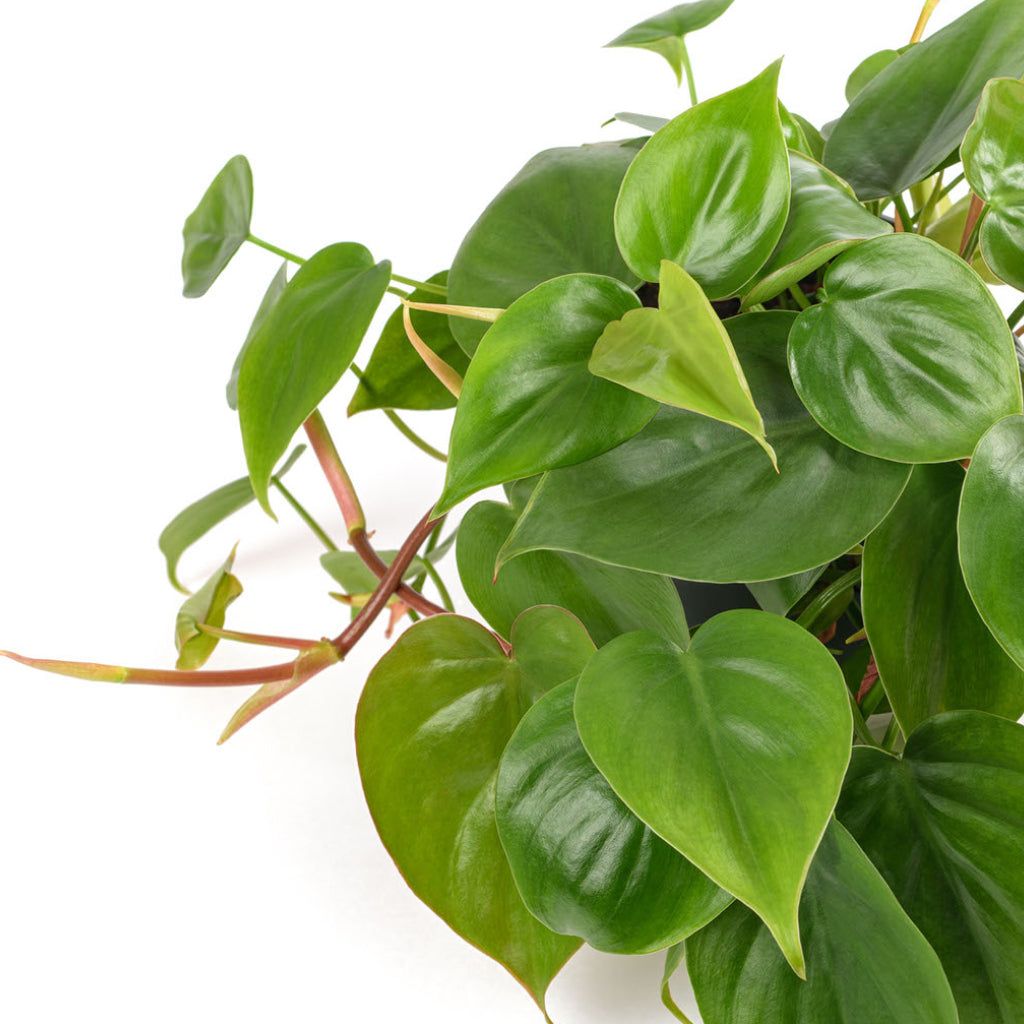 Philodendron Plant - Image 3