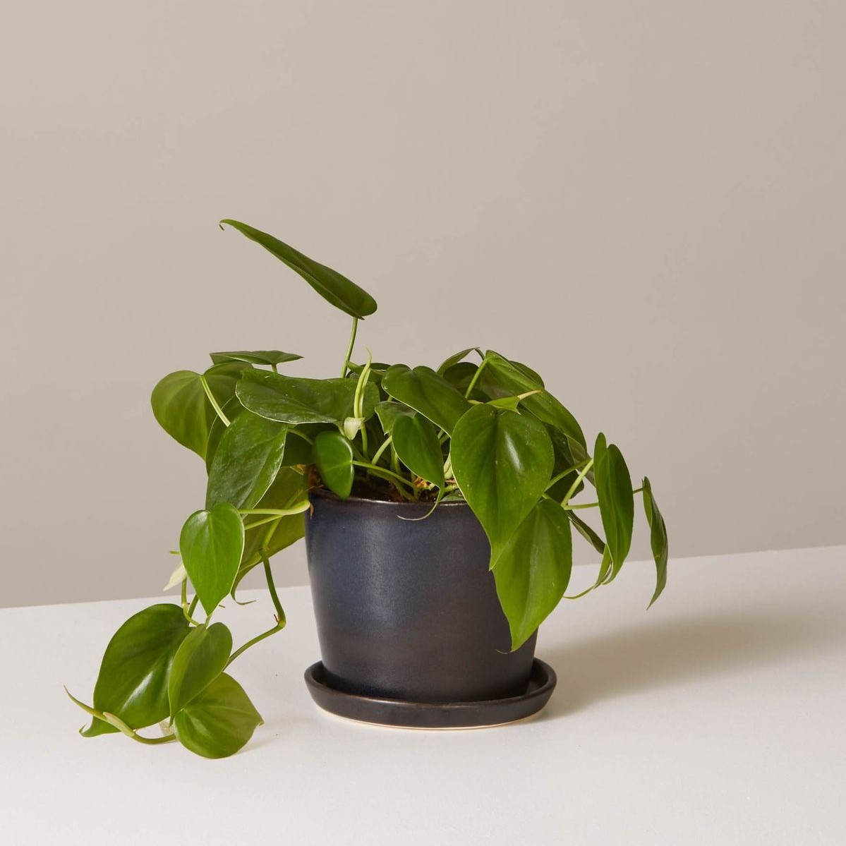 Philodendron Plant - Image 4