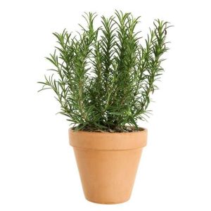 Rosemary Plant