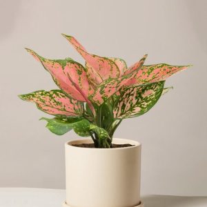 Aglaonema