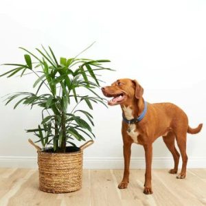 Bamboo Palm