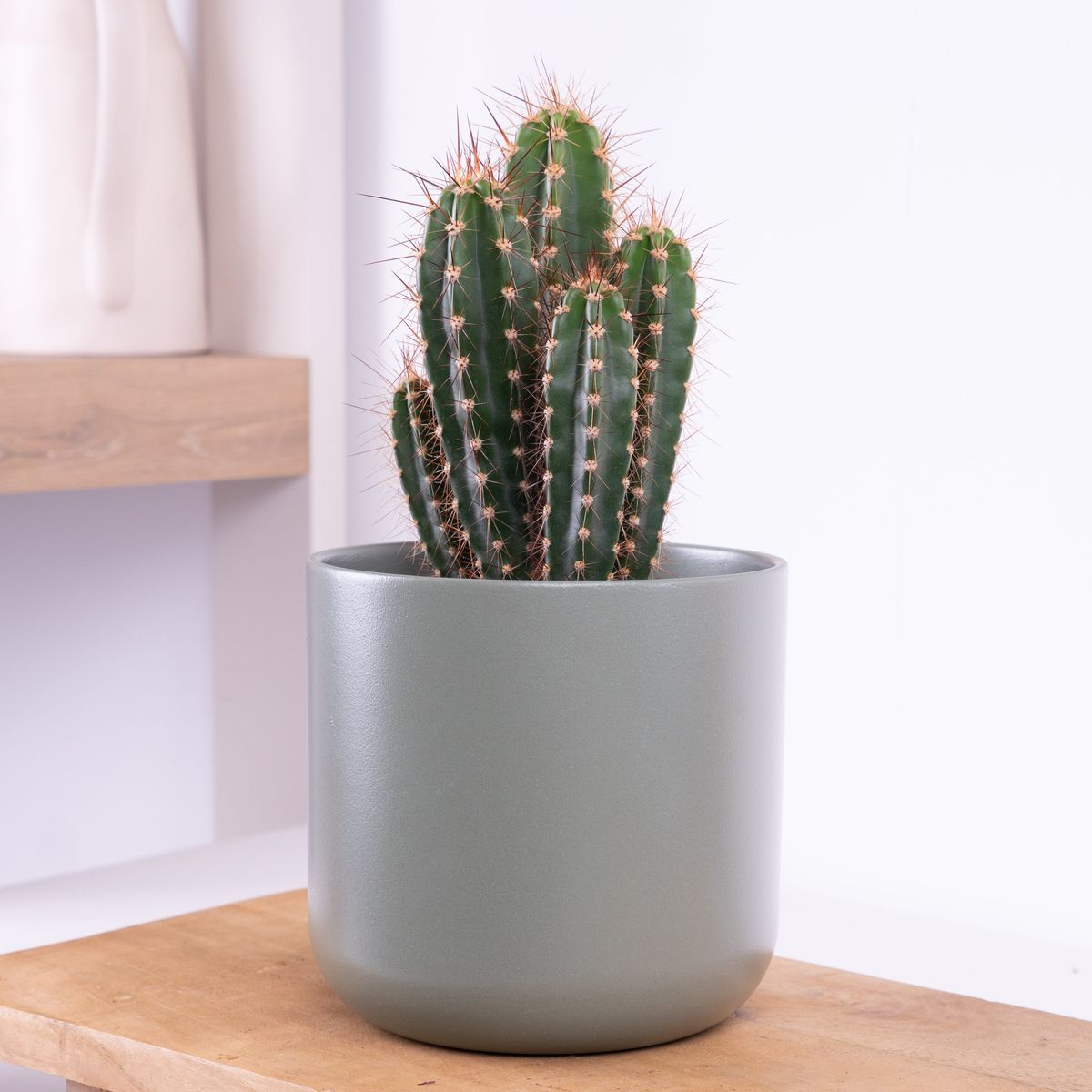 Baseball Bat Cactus