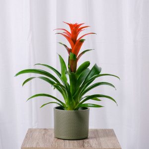Bromeliad plant