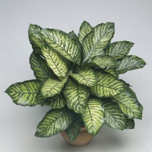 Dieffenbachia