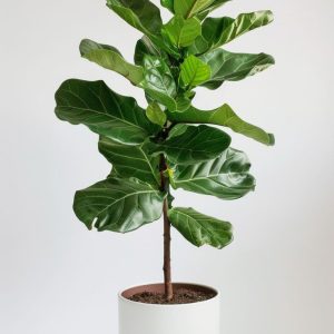 Fiddle Leaf Fig